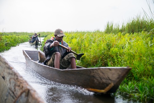 Birding in Mabamba swamp