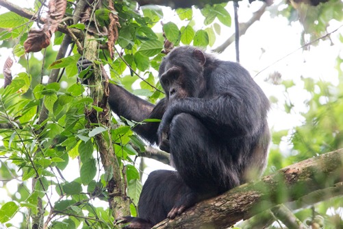 Chimpanzee tracking in Nyungwe forest