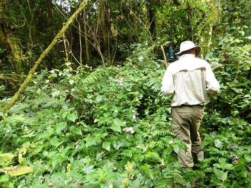 Chimpanzee tracking in Nyungwe national park