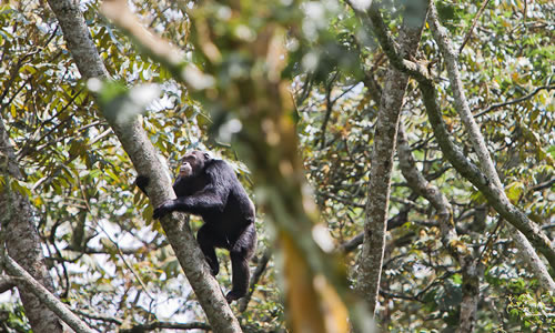 Chimpanzee tracking Rwanda