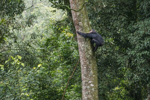 Chimpanzee Trekking in Nyungwe Forest Rwanda