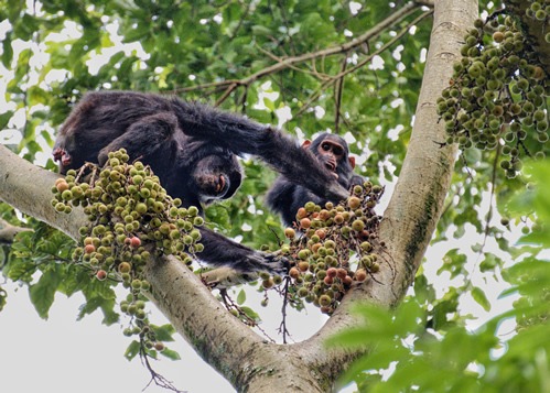 Chimpanzee trekking in Nyungwe forest