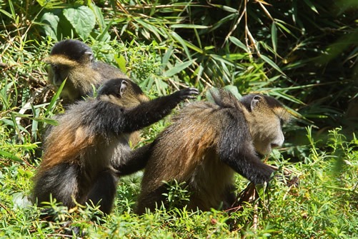 Game parks in Uganda