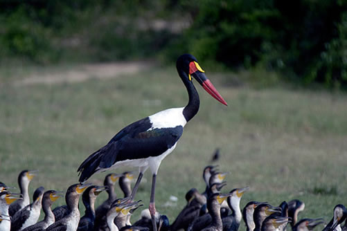 Game parks Uganda