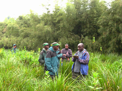 Golden monkey tracking in Mgahinga national park