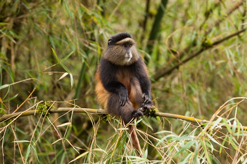 Golden Monkey tracking in Uganda