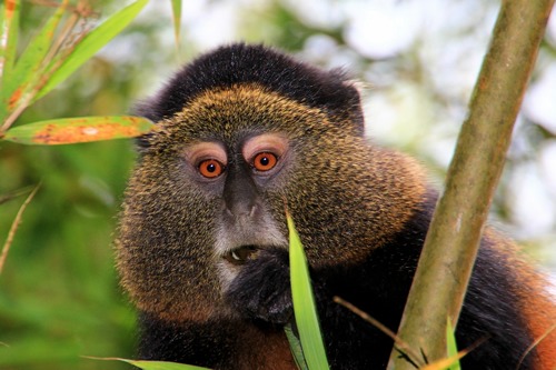 Golden monkey tracking in Volcanoes National Park