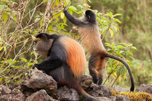 Golden Monkey Trekking in the Volcanoes National Park Rwanda