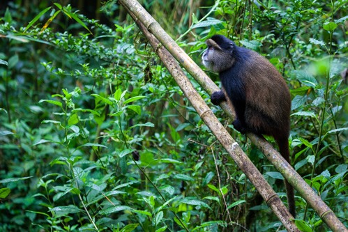 Golden monkey trekking in Mgahinga National Park