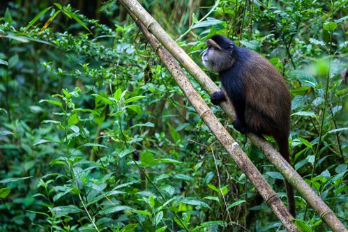 Golden monkey trekking in Mgahinga National Park