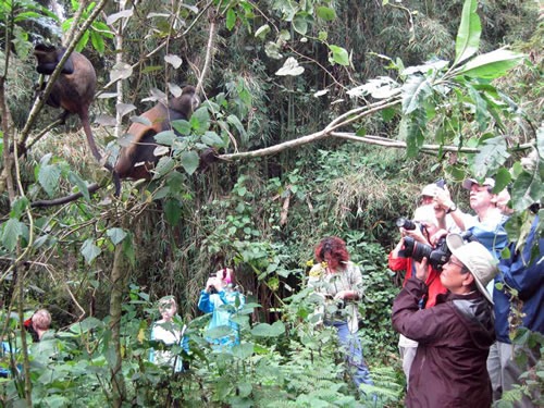 Golden monkey trekking in Rwanda