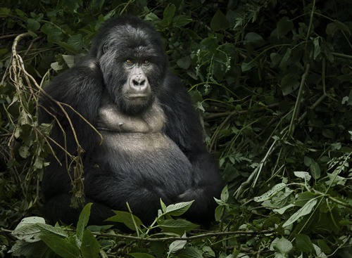 Gorilla tracking in Mgahinga national park