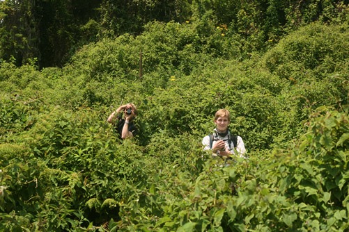 Gorilla trekking in Mgahinga National Park