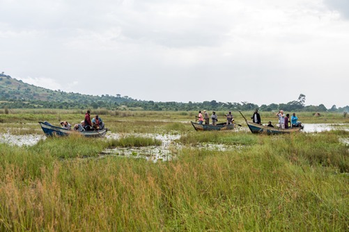 Mabamba bay wetlandas Uganda