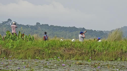 Mabamba swamp tour