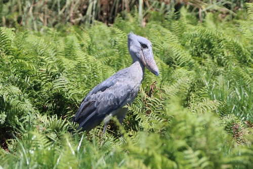 Mabamba swamp Uganda