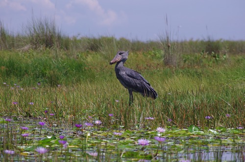 Mabamba swamp