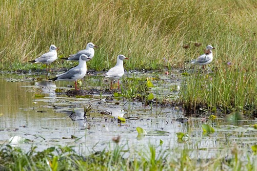 Mabamba wetlands