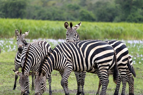 Best National Parks in Rwanda
