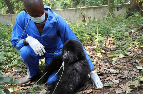 Senkwekwe gorilla orphanage center