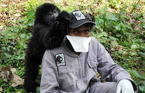 Senkwekwe gorilla orphanage in Virunga National Park