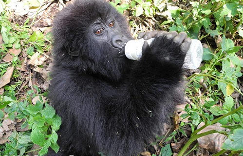Senkwekwe mountain gorilla Centre