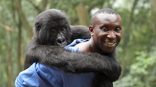 Senkwekwe mountain gorilla orphanage