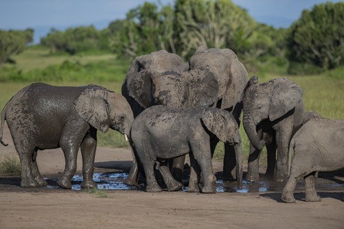 The national parks in Uganda