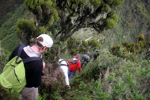 Tracking gorillas in Mgahinga gorilla national park