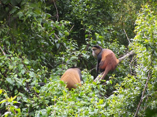 Tracking gorillas in Mgahinga