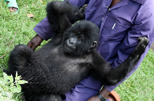 Visting the Senkwekwe mountain gorilla Centre