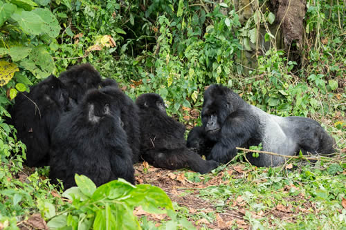 2 days gorilla safari in Congo