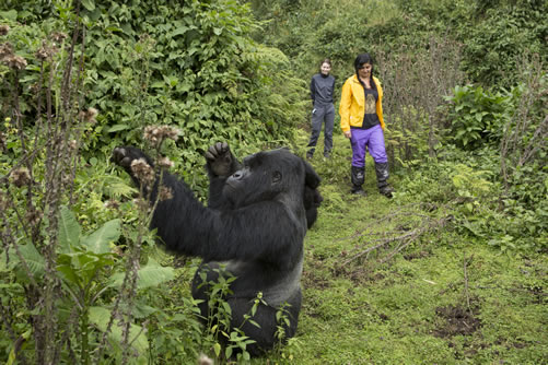 2 days gorilla trekking and hiking mount bisoke in Rwanda