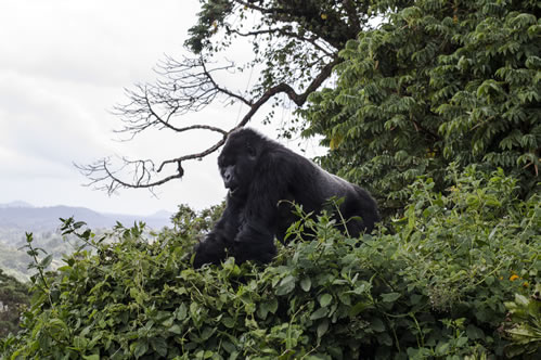 2 days Rwanda gorilla trekking and Bisoke hiking