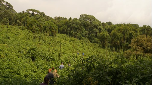 2 days Virunga gorilla tour