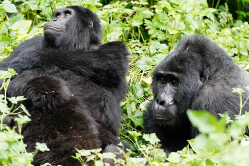 3 days gorilla habituation experience safari