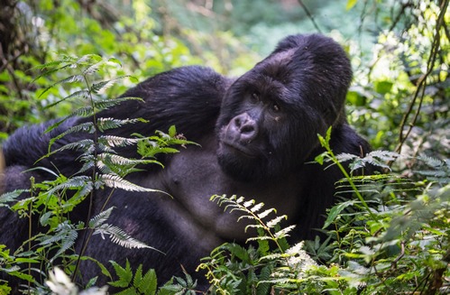 3 days gorilla safari in Mgahinga