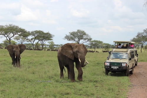 6 Days Serengeti and Gorilla Trekking Safari