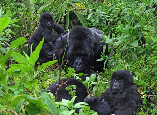 6 days gorilla trekking and Ngorongoro crater