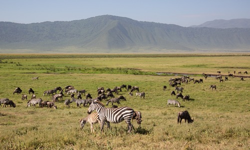 6 days Ngorongoro tour and gorilla trekking in Rwanda