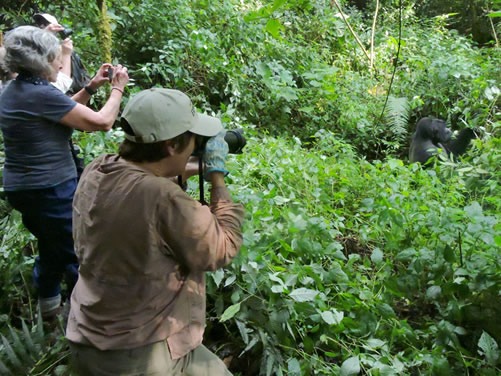 Gorilla habituation experience Bwindi