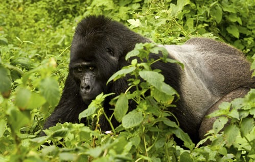 Gorilla habituation experience in Bwindi