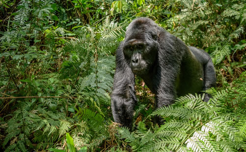 Gorilla habituation experience in Bwindi Impenetrable National Park