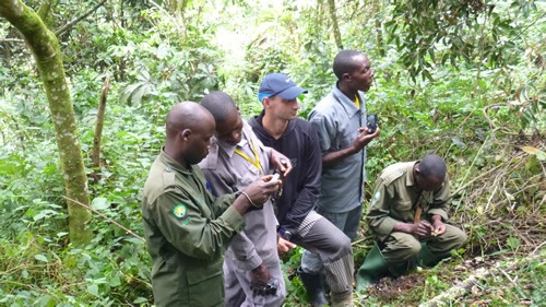Gorilla habituation experience in Bwindi national park