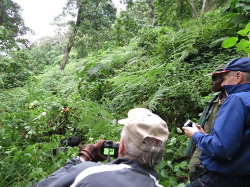 Gorilla habituation experience in Bwindi Uganda
