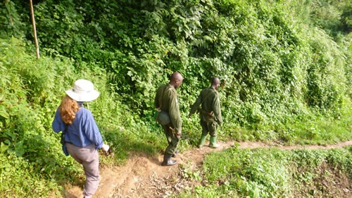 Gorilla habituation experience in Uganda