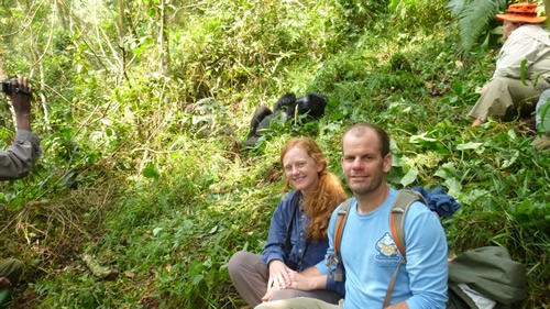 Gorilla habituation experience Uganda