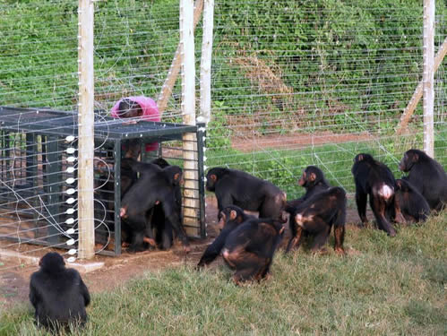 Ngamba island chimpanzee sanctuary in Uganda