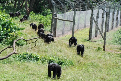 Ngamba island chimpanzee tour