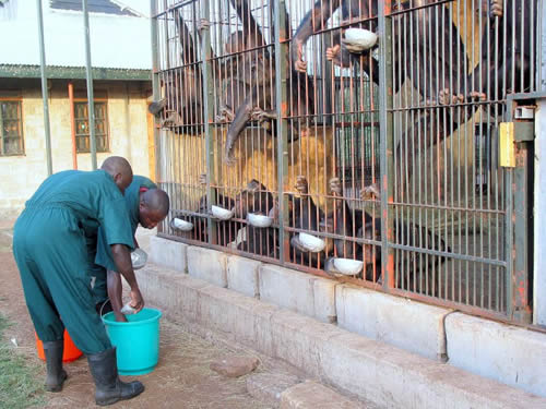 Ngamba Island chimpanzee sanctuary